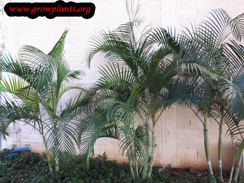 Areca palm