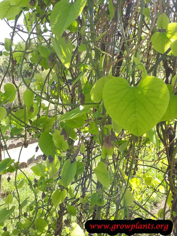 Aristolochia macrophylla