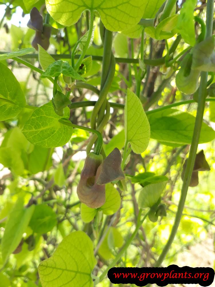 Aristolochia macrophylla flower