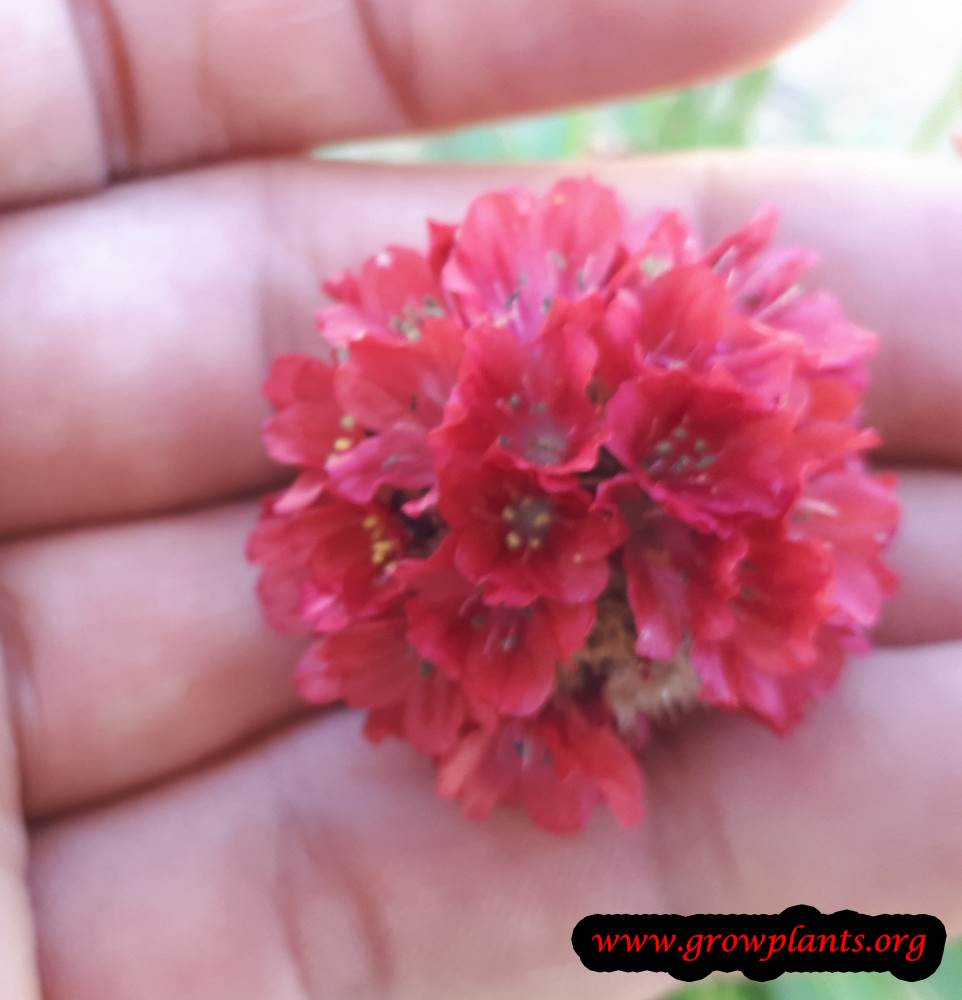 Armeria flower