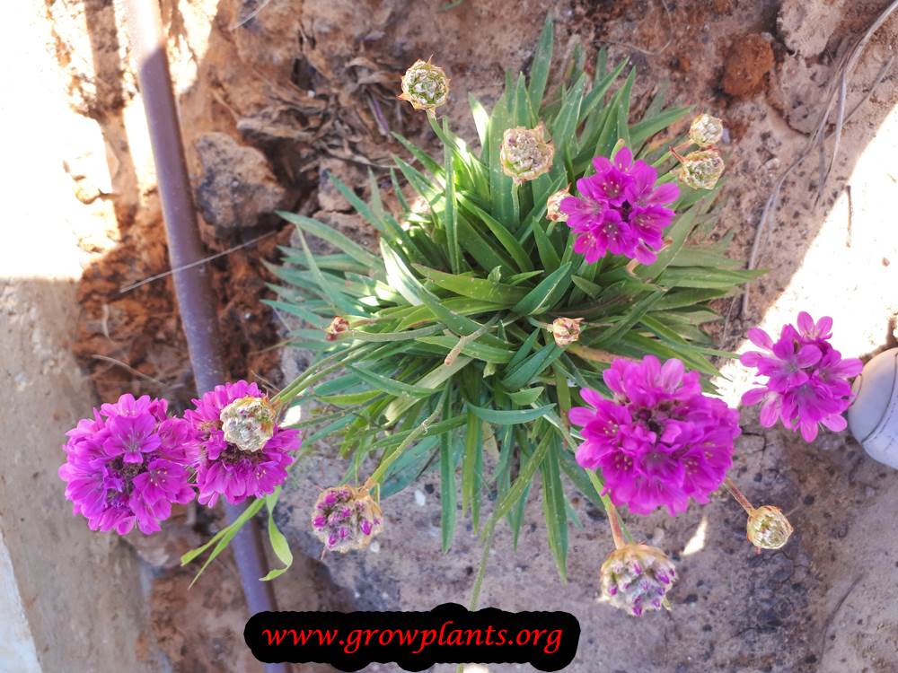 Armeria plant