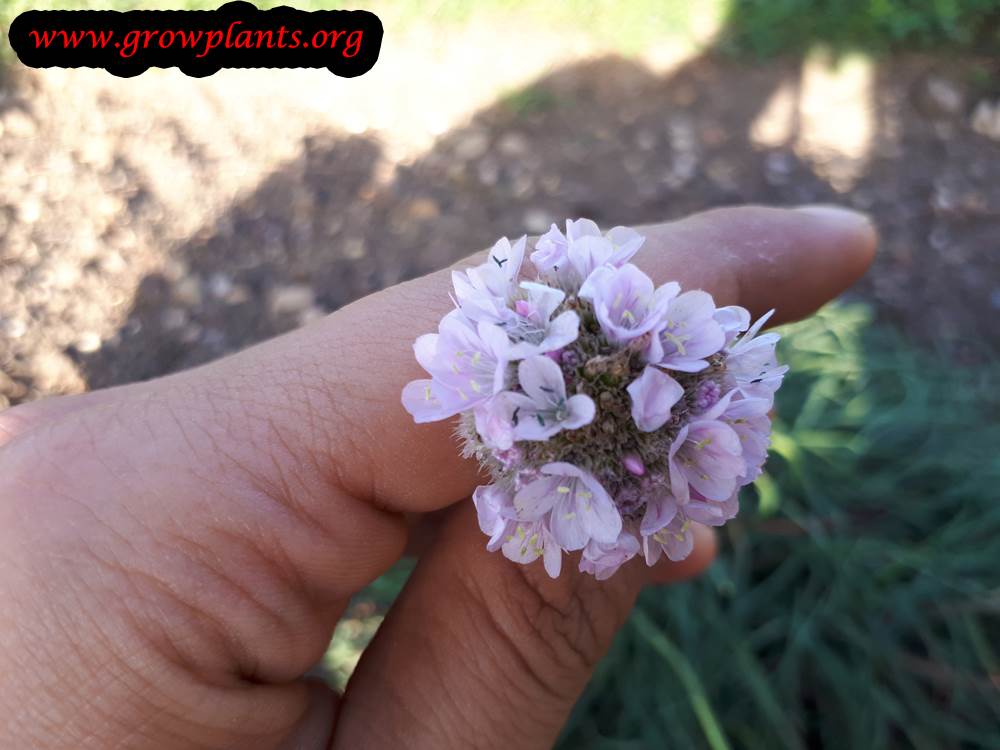 Armeria alliacea