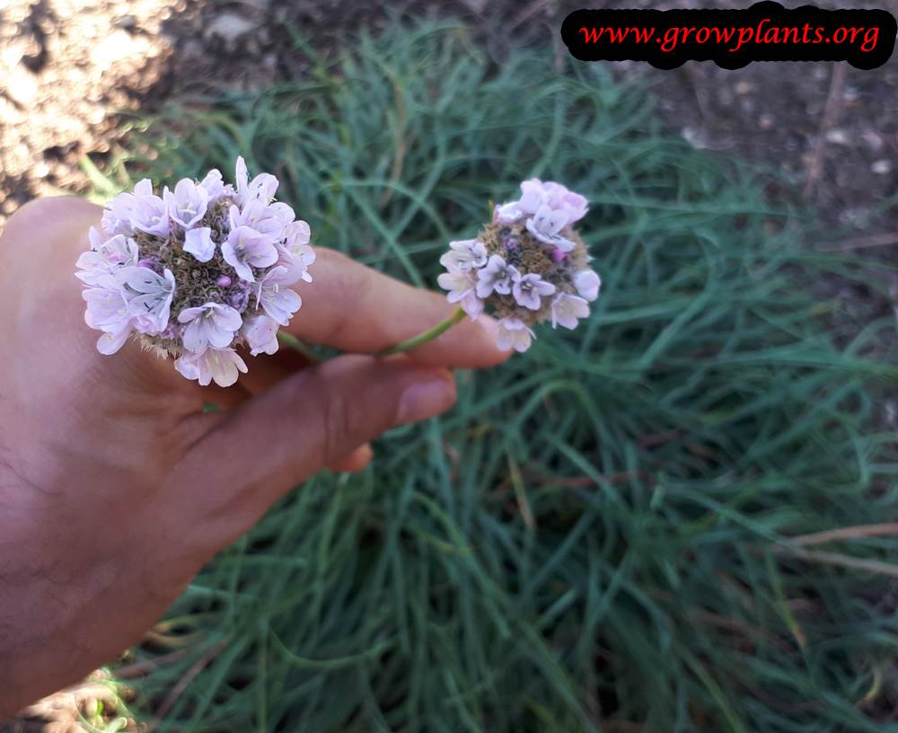 Armeria alliacea plant care