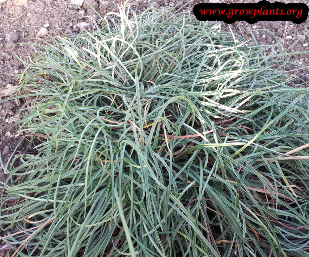 Growing Armeria alliacea plant