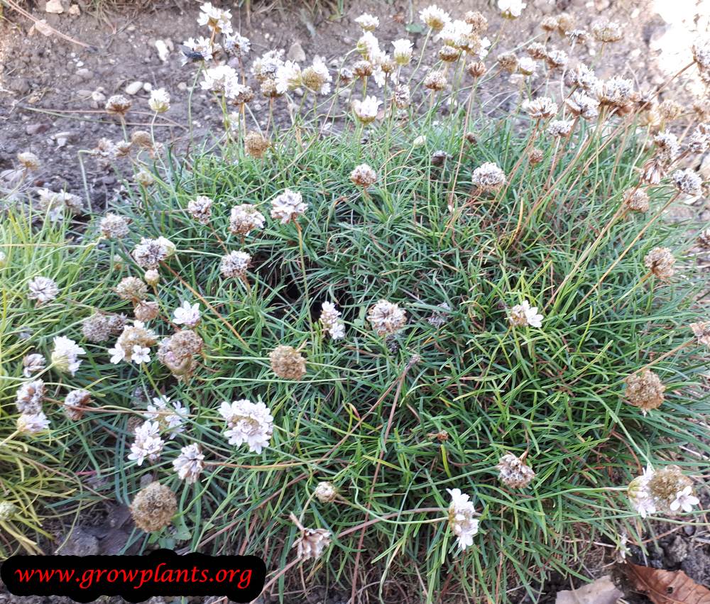 Armeria maritima