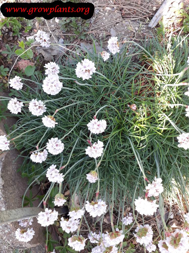 Armeria maritima plant care