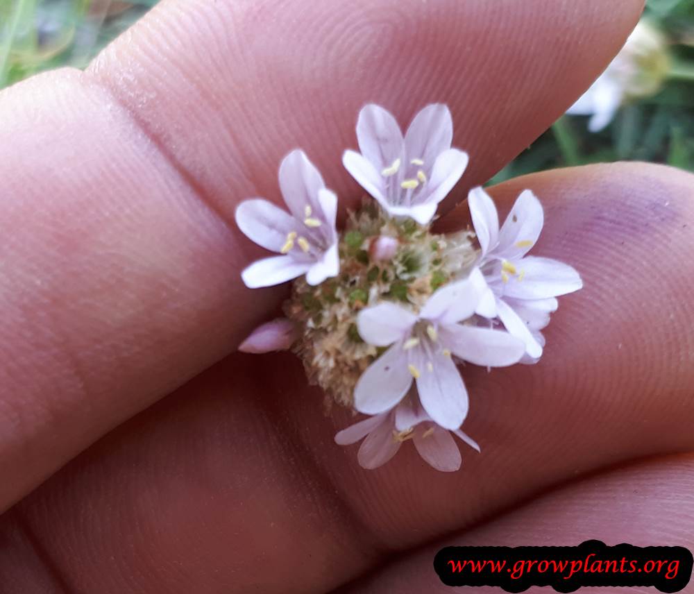 Armeria maritima grow