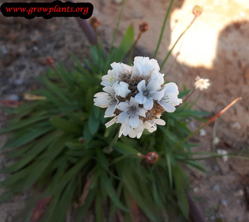 Armeria maritima white flower