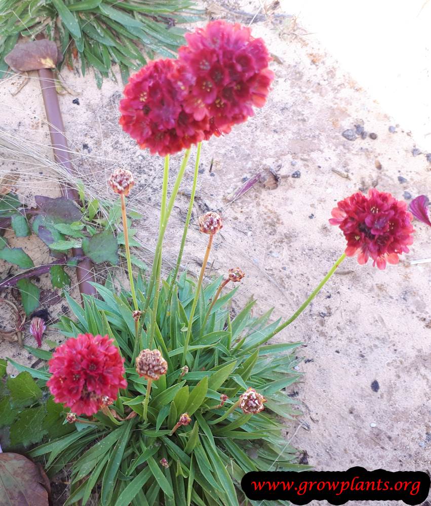 Armeria maritima Bordeaux flower