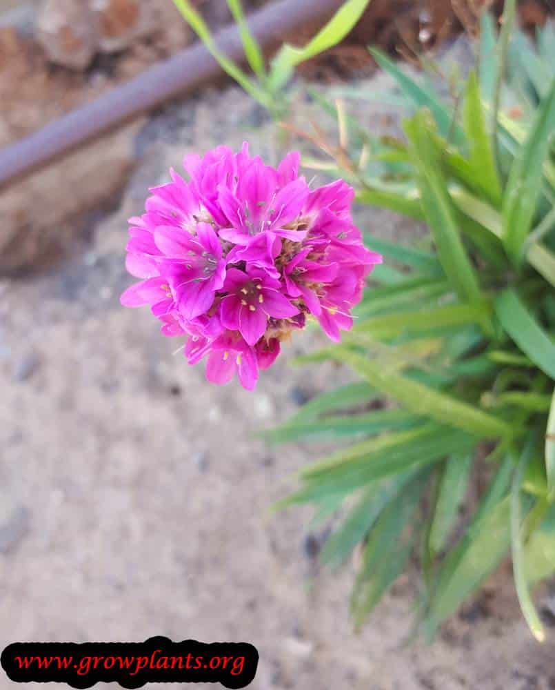 Armeria maritima flowers