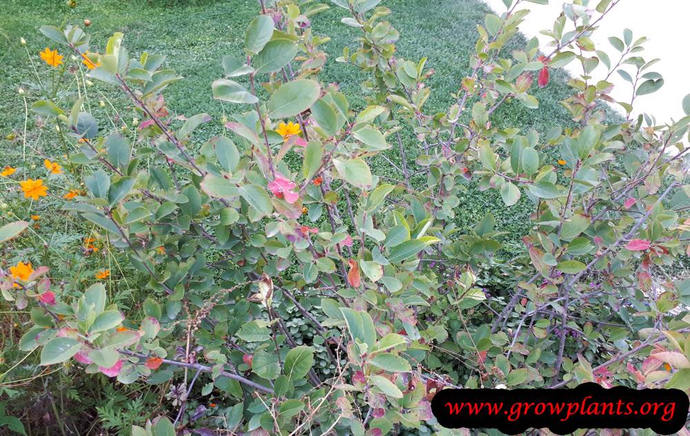 Aronia melanocarpa