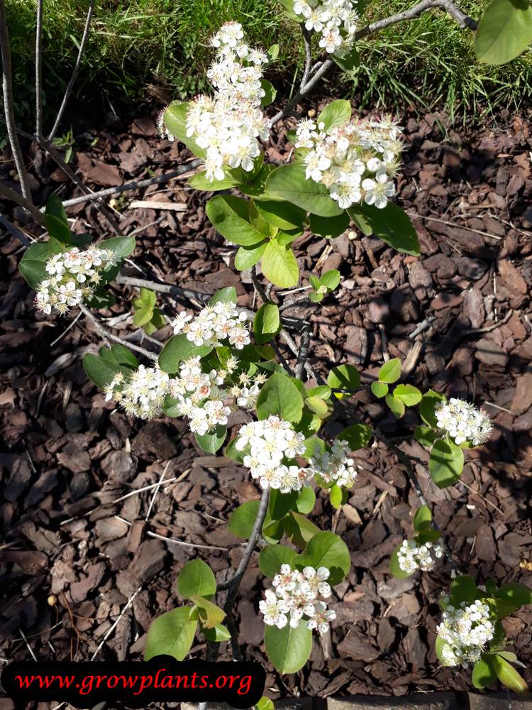 Aronia melanocarpa flowers