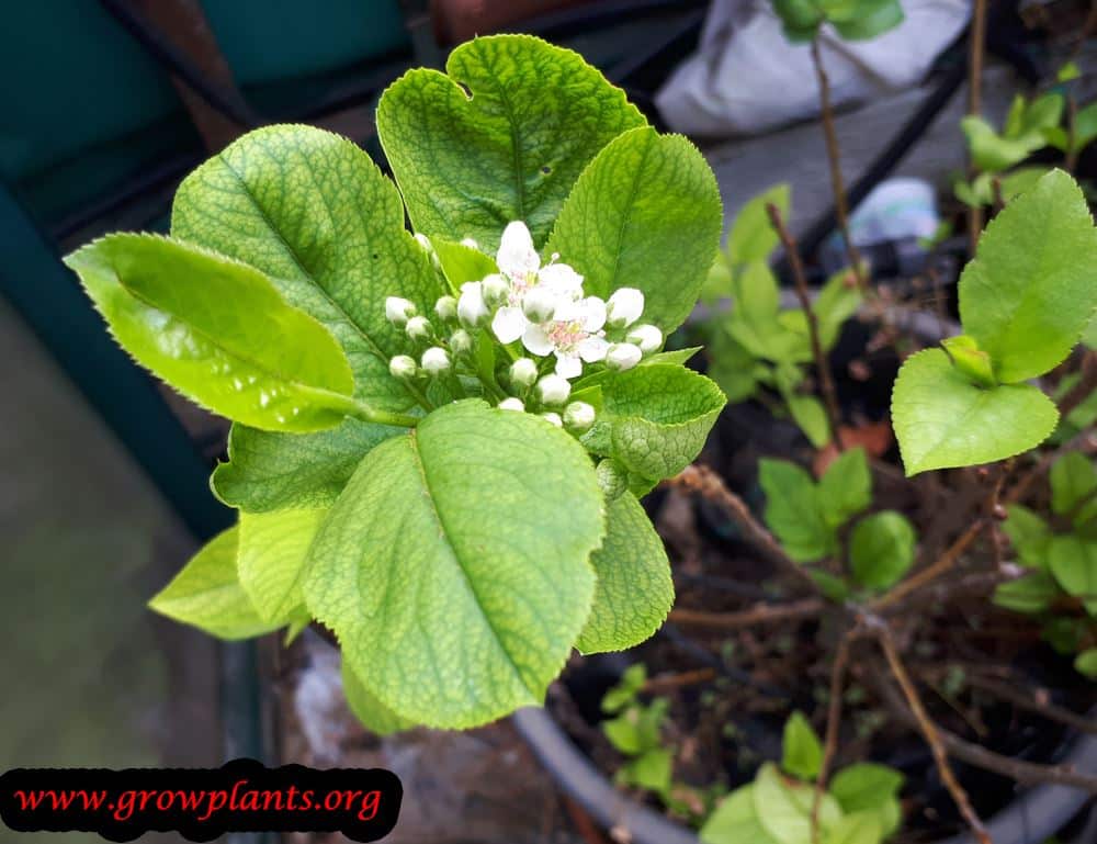 Aronia melanocarpa bloom