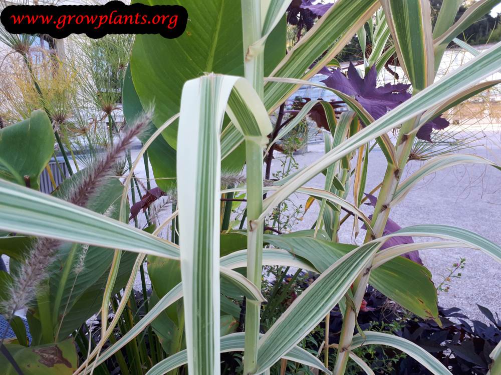 Arundo donax versicolor