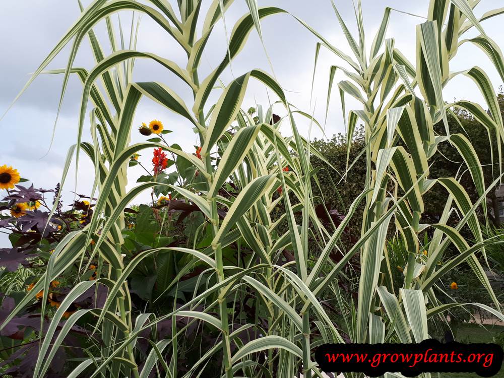 Growing Arundo donax versicolor