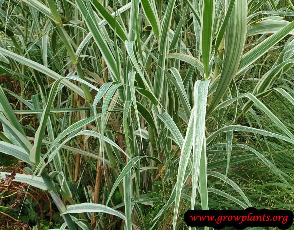 Arundo donax versicolor plant care