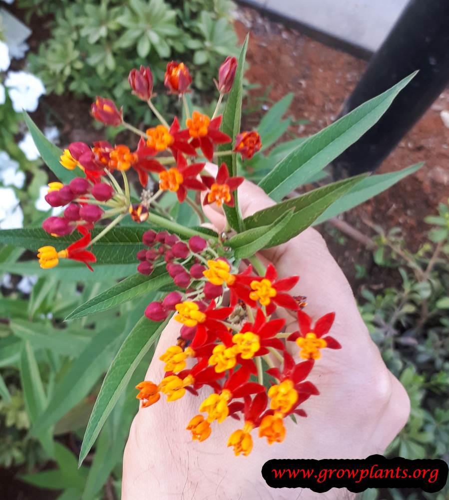 Asclepias curassavica