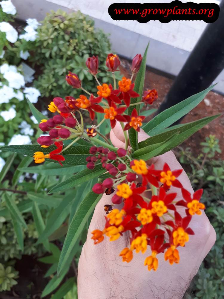 Asclepias curassavica plant care