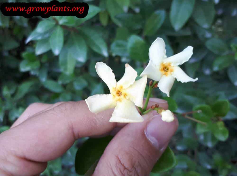 Asiatic jasmine How to grow & care