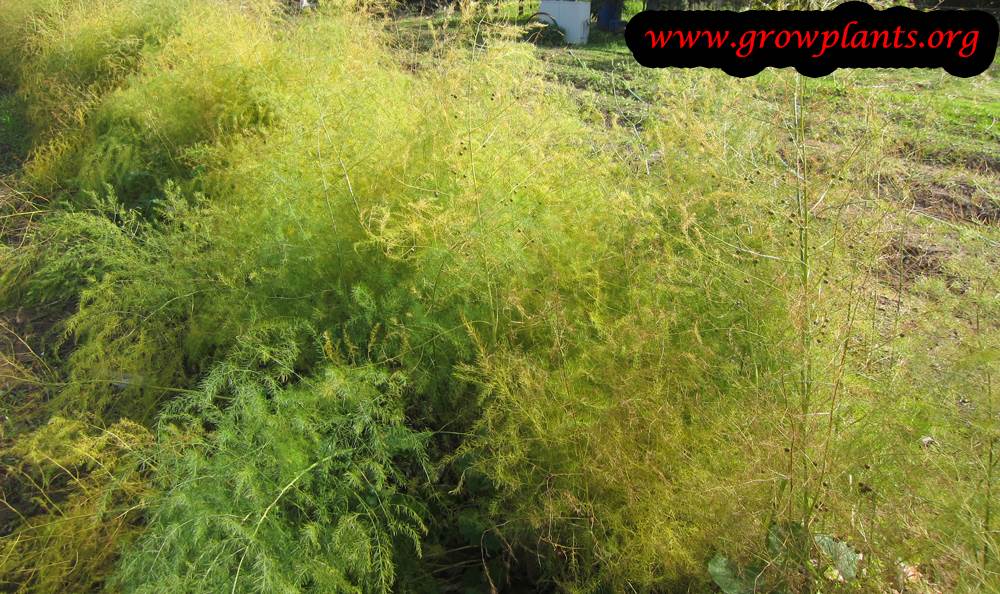 Asparagus plant grow and care