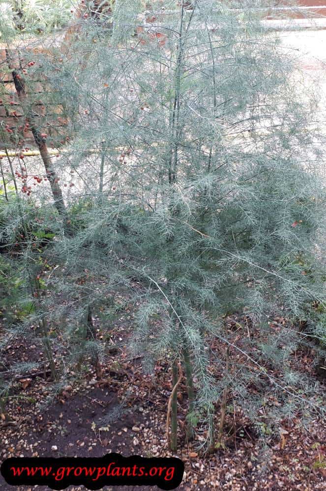 Asparagus plant