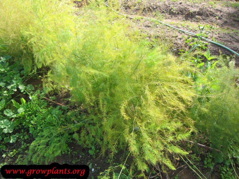 Growing Asparagus plant