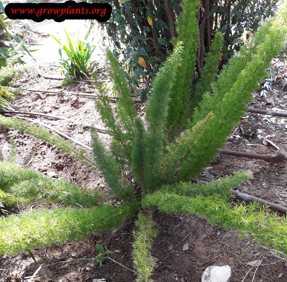 Asparagus fern How to grow & care
