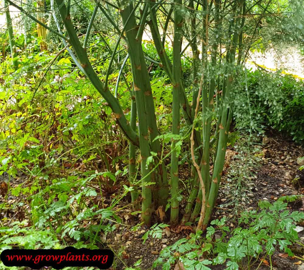 Asparagus plant harvest season