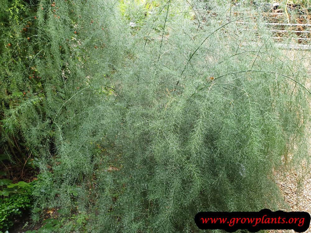 Asparagus plant care & grow