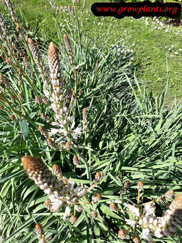 Asphodelus ramosus plant care