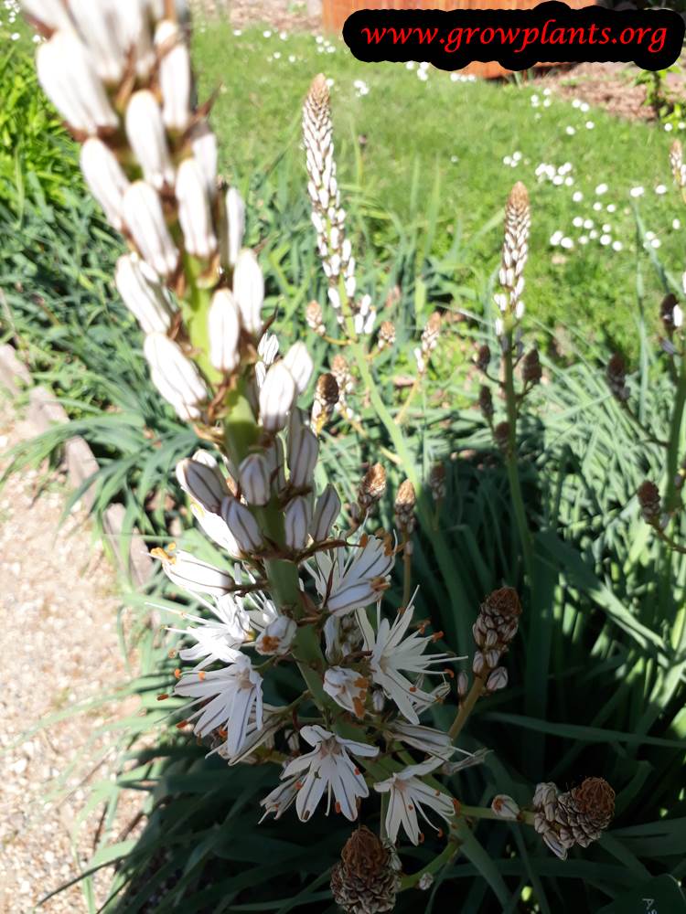 Growing Asphodelus ramosus