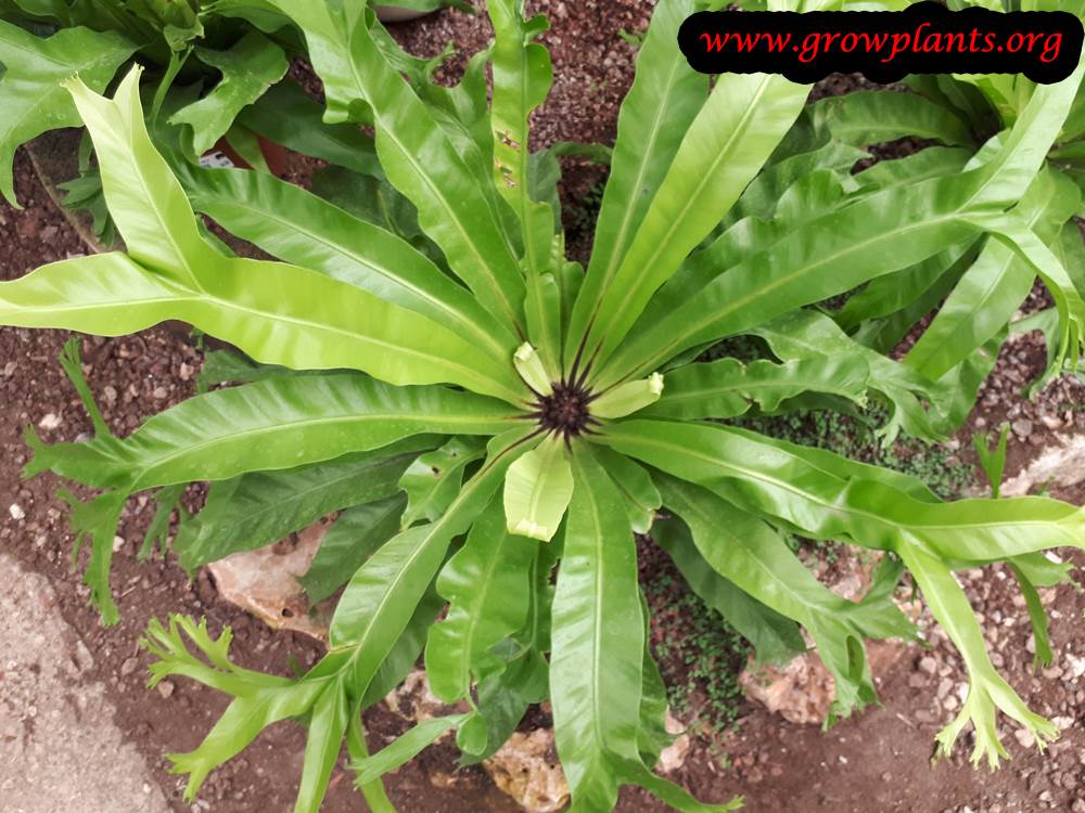Growing Asplenium nidus plant