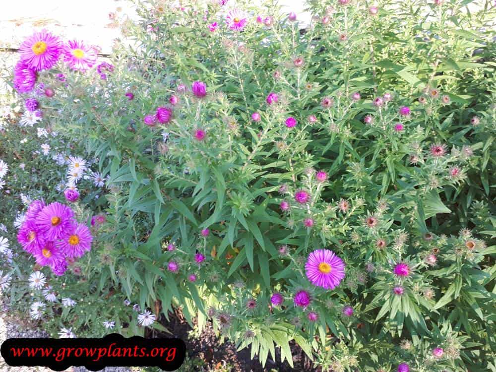 Aster novi-belgii