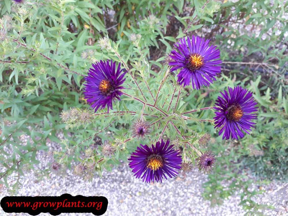 Aster novi-belgii plant care
