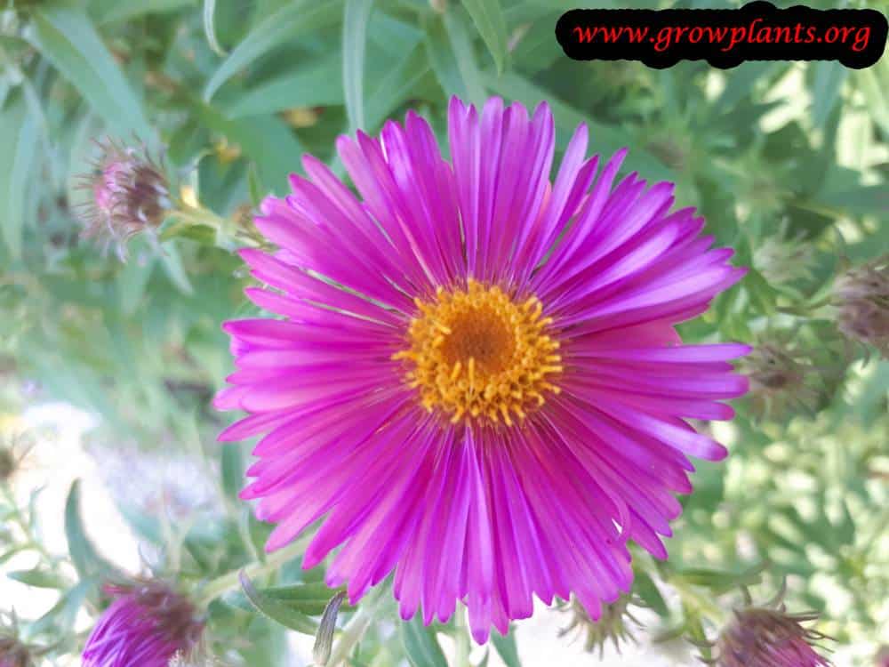 Aster novi-belgii flower
