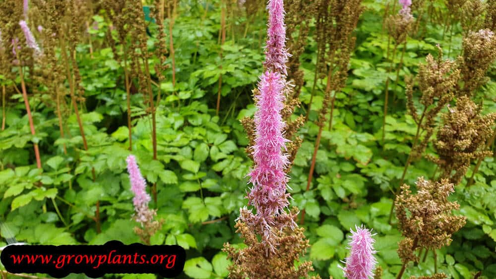 Astilbe flower