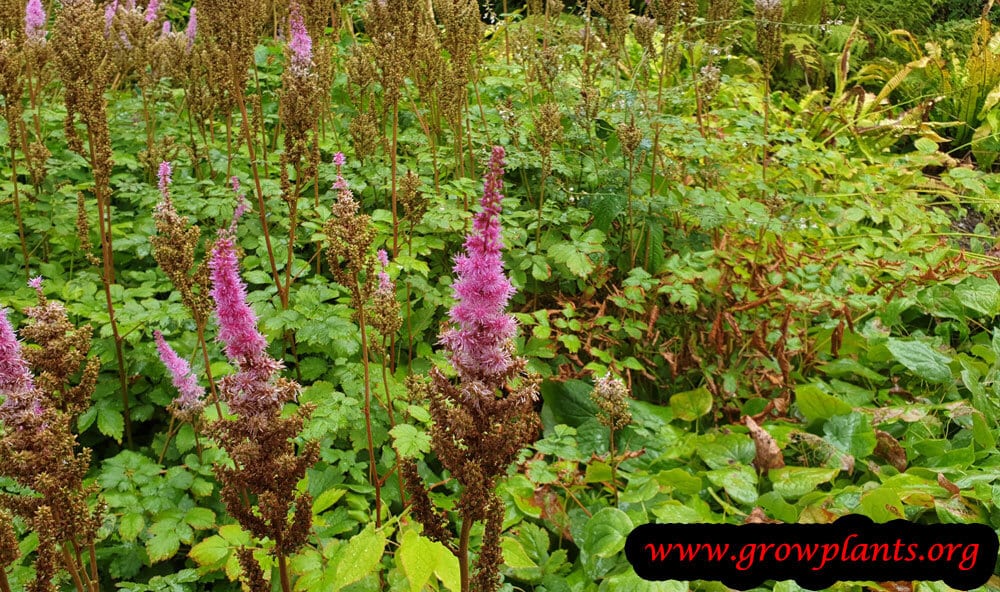 Astilbe blooming information