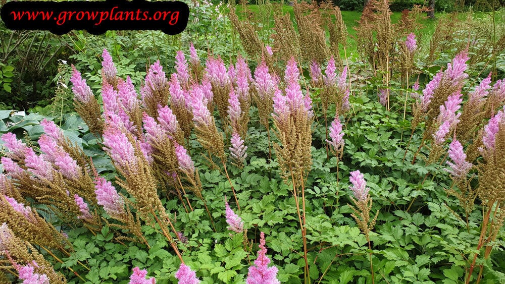 Astilbe arendsii plant care