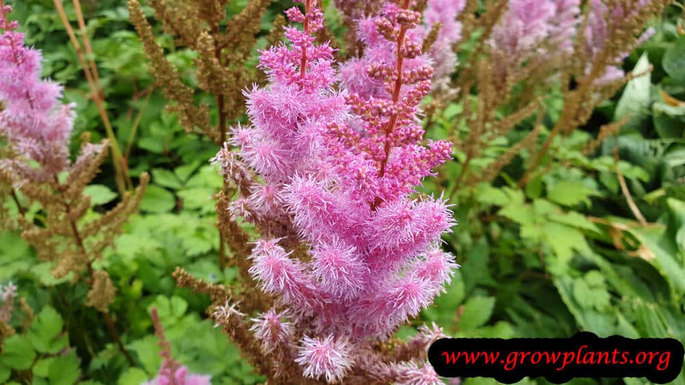 Astilbe arendsii flower