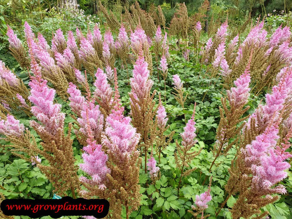 Astilbe arendsii