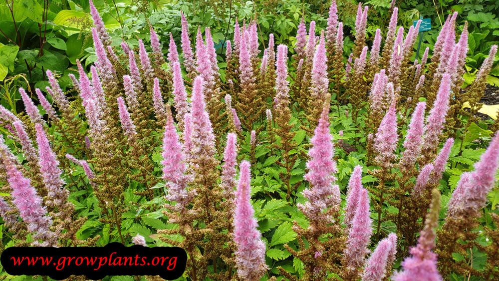 Astilbe chinensis