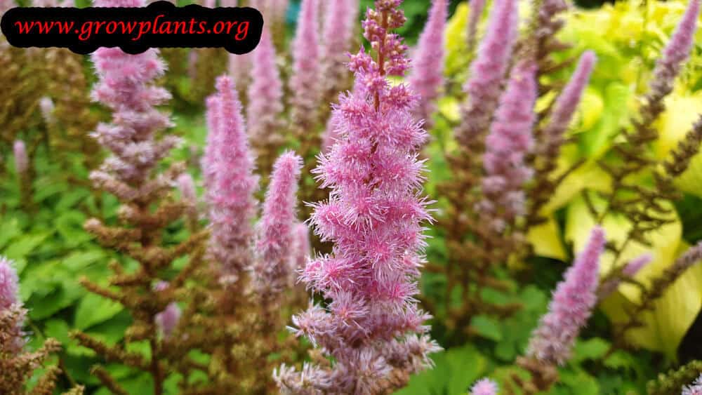 Astilbe chinensis flower