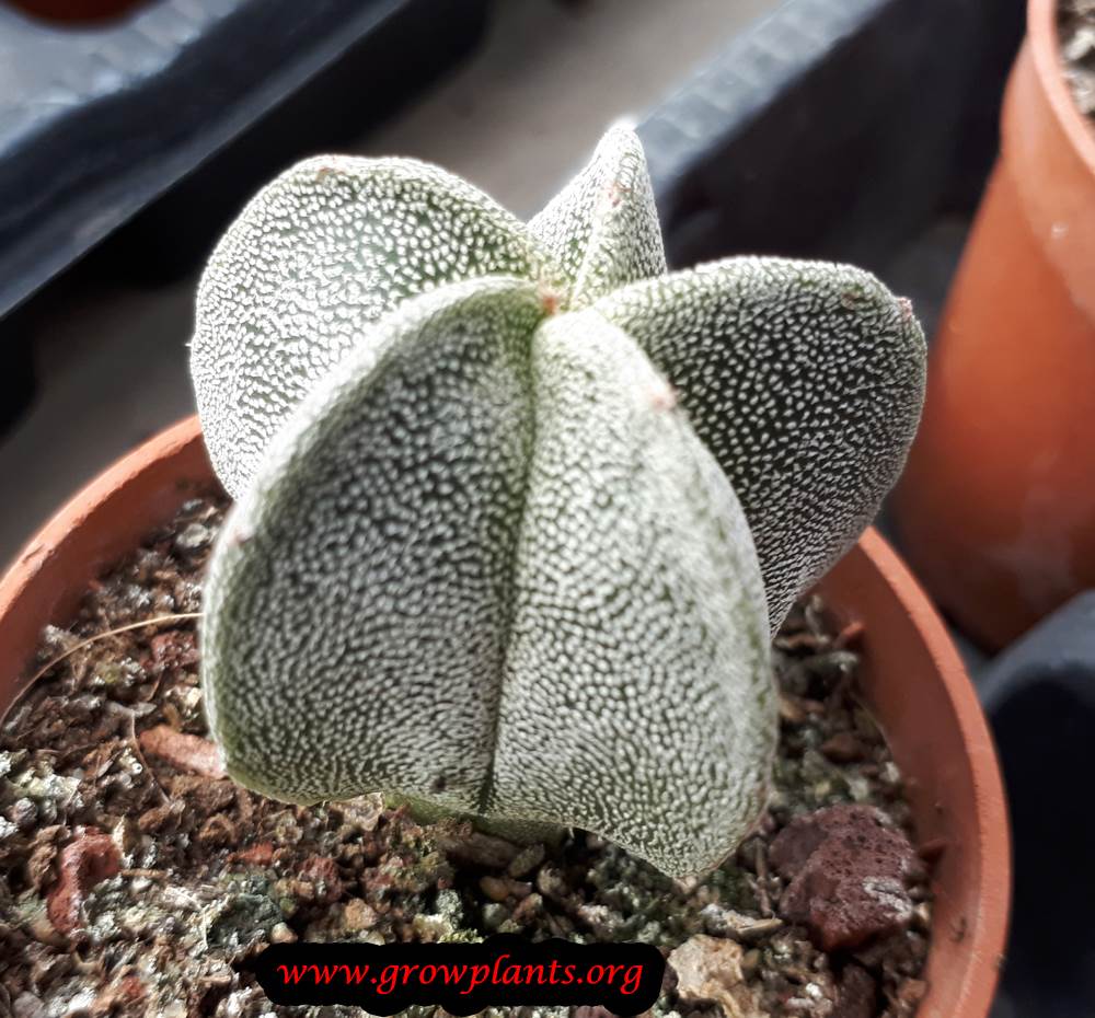 Astrophytum