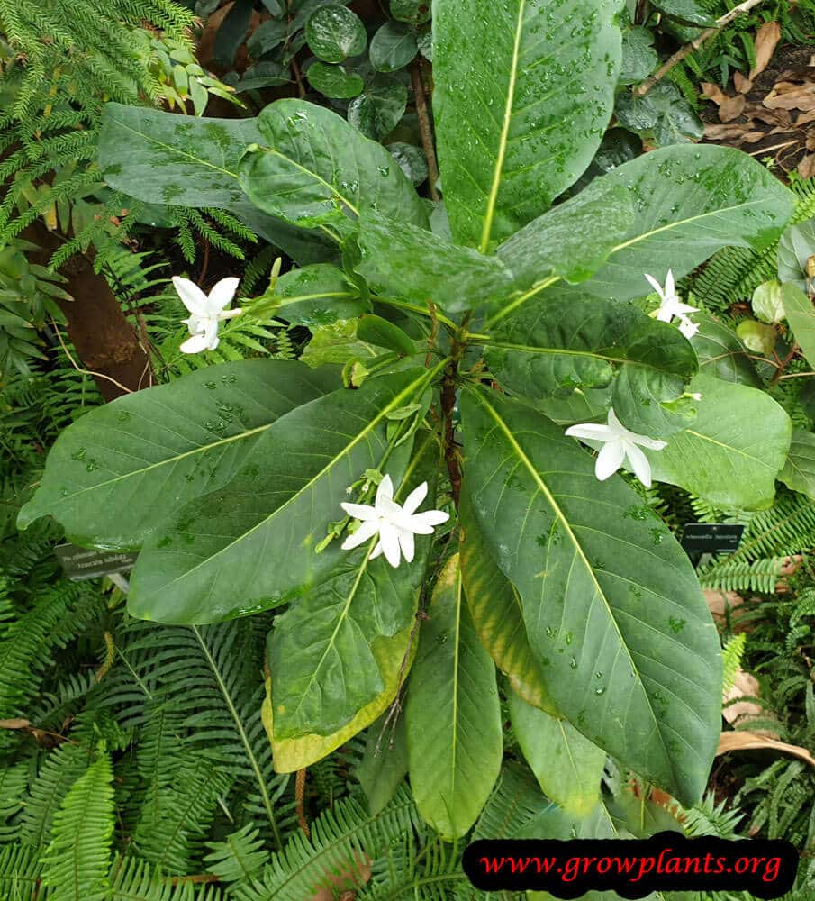 Atractocarpus heterophyllus plant care