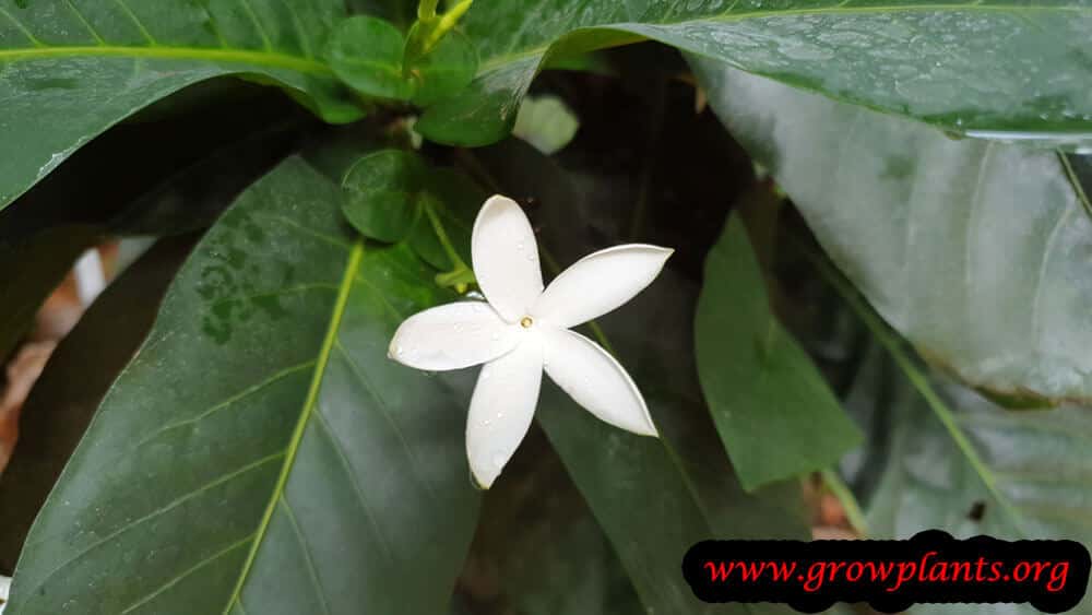 Atractocarpus heterophyllus flower