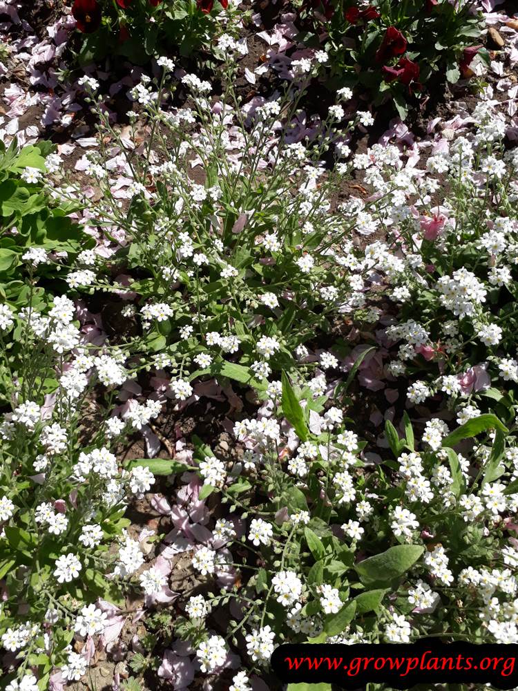 aubrieta