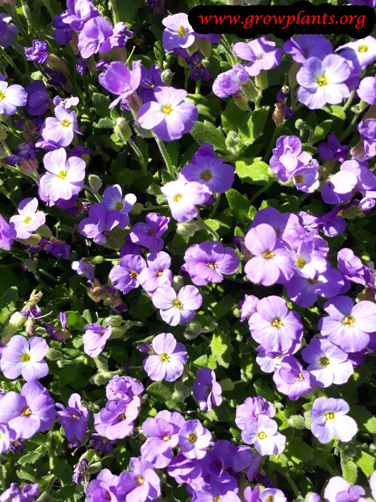 Aubrieta deltoidea