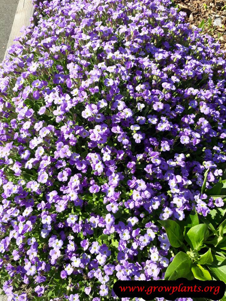 Aubrieta deltoidea flowers