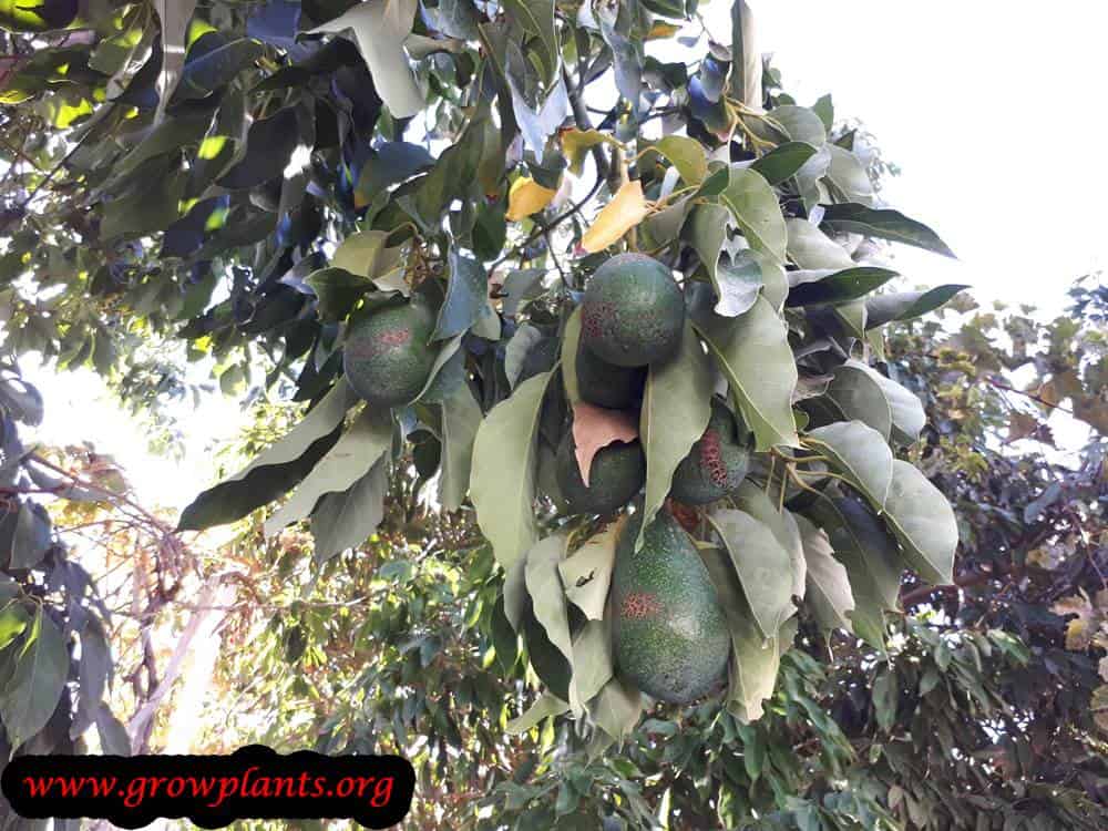 Avocado tree vegeteble