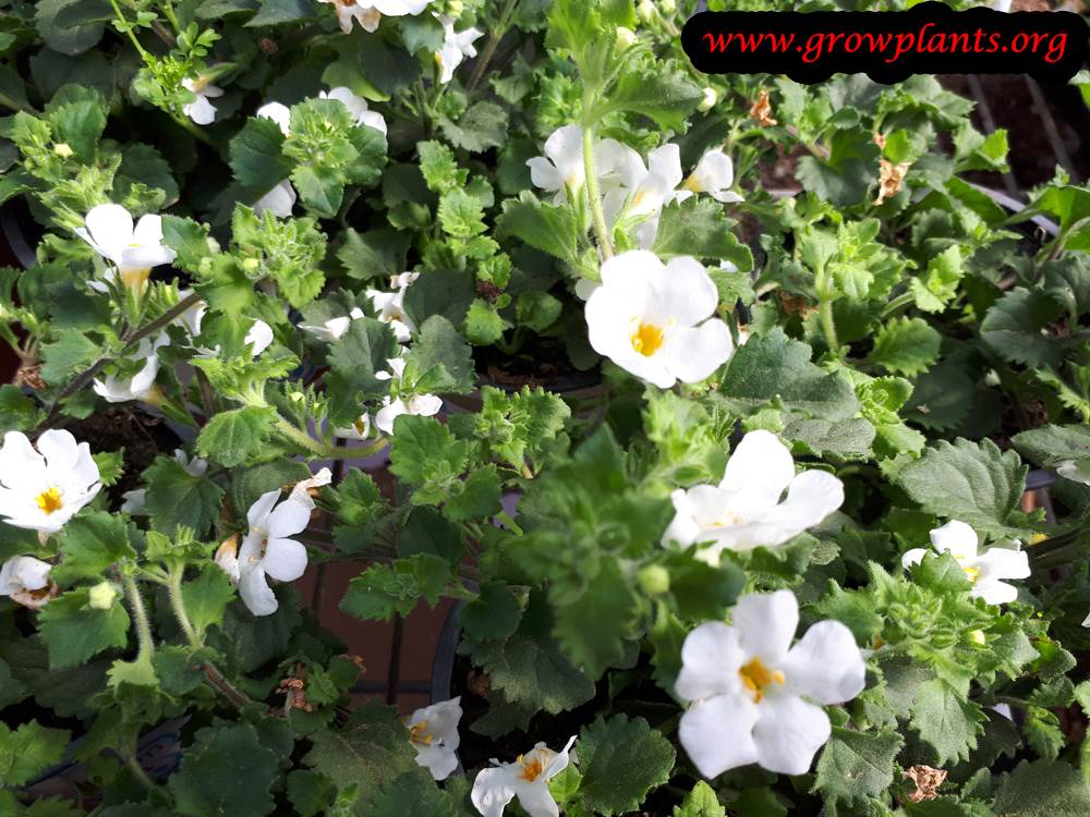 Bacopa plant